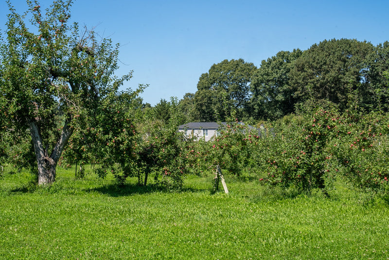 Our apple orchard in full summer green